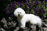 BICHON FRISE 521